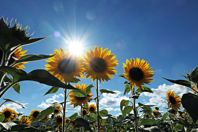 Sonnenblumenfeld bei Neustadt/Weinstraße | Foto: Brigitte Melder
