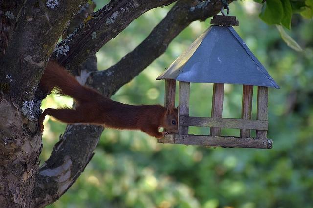 Ein neugieriges Eichhörnchen