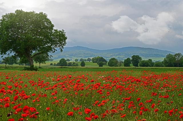 Mohnfeld | Foto: Ilona Schäfer