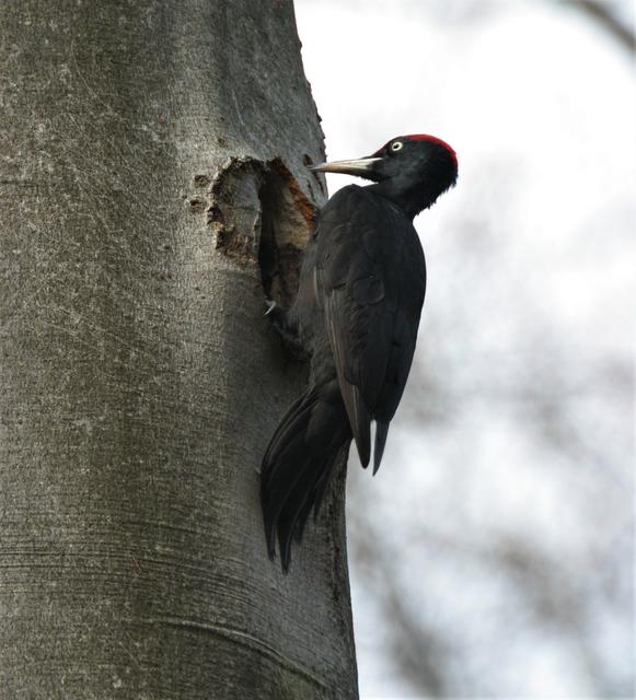 ein seltener Schnappschuß