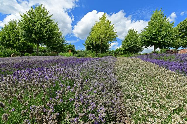 Ein bisschen Provence in der Pfalz | Foto: Ilona Schäfer