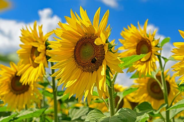 Sunflowerpower | Foto: Ilona Schäfer