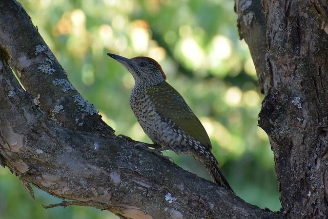 Grünspecht im Apfelbaum