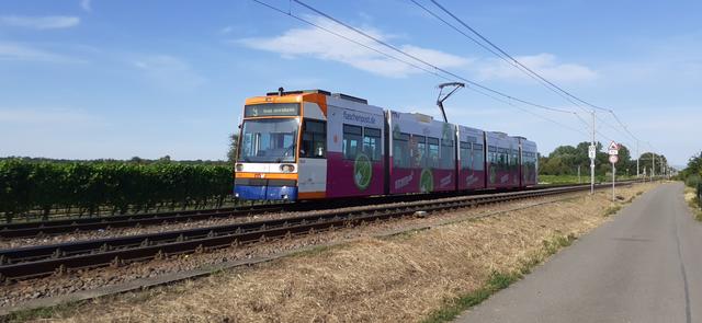 Bahntastische Pfalz: Die Rhein-Haardt-Bahn quert einen Wingert bei Ellerstadt | Foto: Schnittker