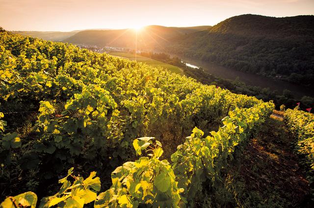 Weinberge im Nahetal | Foto: soonteam cc