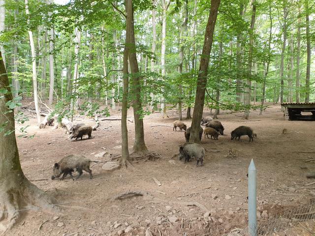 Angenehm ist auch ein Spaziergang durch den Wildpark | Foto: Ralf Vester
