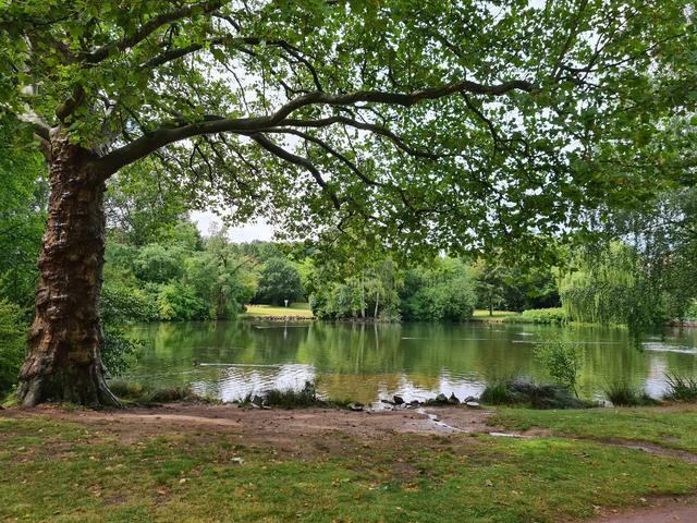 Schattige Plätze finden sich auch im Volkspark | Foto: Ralf Vester