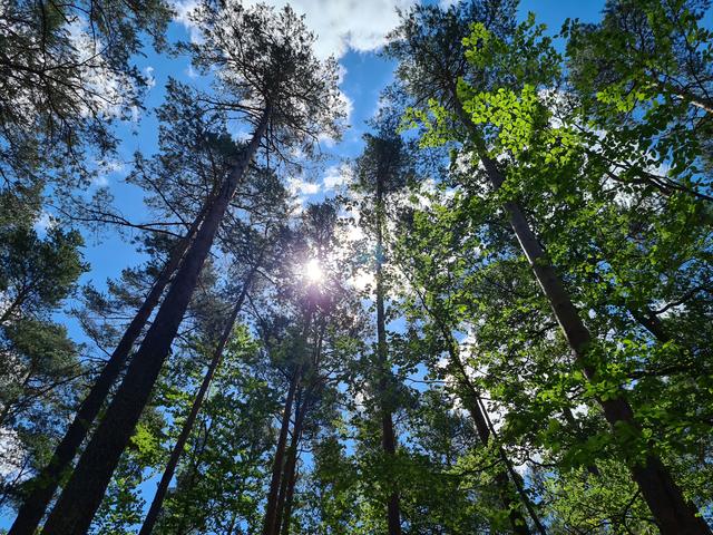 Waldbaden kann man im Schatten der Bäume zwischen Erzhütten und Erfenbach | Foto: Ralf Vester