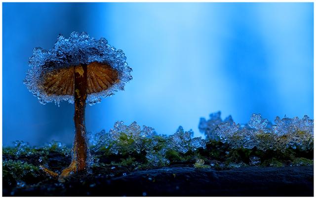 „Eisrüstung“: Diese Aufnahme von Wochenblatt-Reporter Adrian Zippmann ist das Februarmotiv des neuen Kalenders.  | Foto: Adrian Zippmann