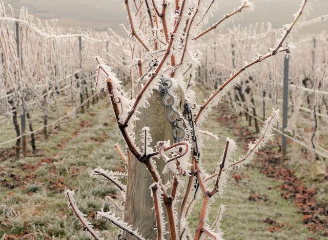 Die vereisten Weinreben bei Bad Dürkheim sind der Sieger für den Februar 2019.  | Foto: Maike Müller