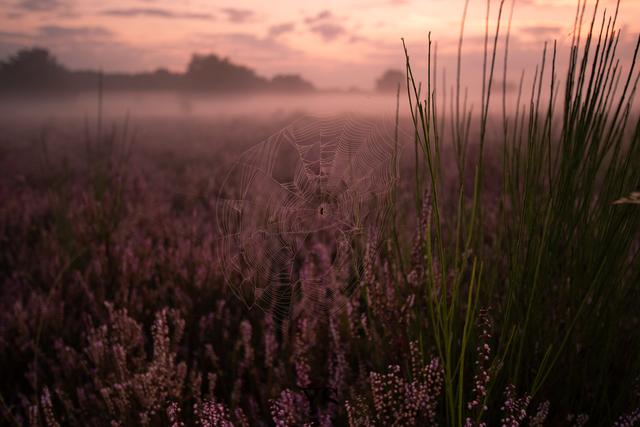 Das Spinnennetz in der Mehlinger Heide ist der Sieger für den September 2019.  | Foto: Yannick Scherthan