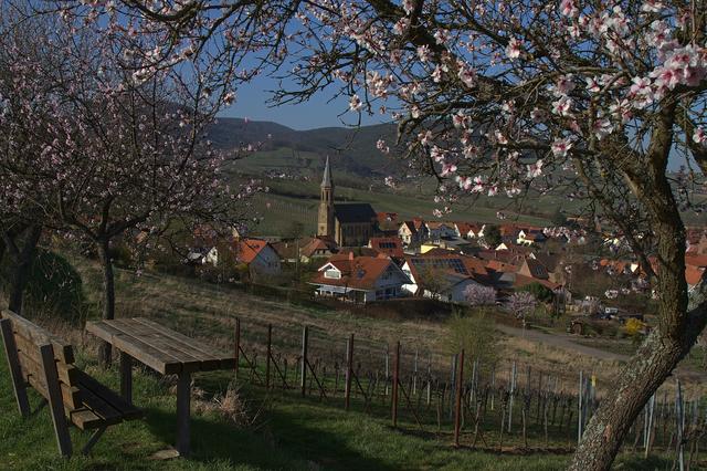 Das Foto von der Mandelblüte mit Blick auf Birkweiler ist der Sieger für den März 2019.  | Foto: Michael Langner