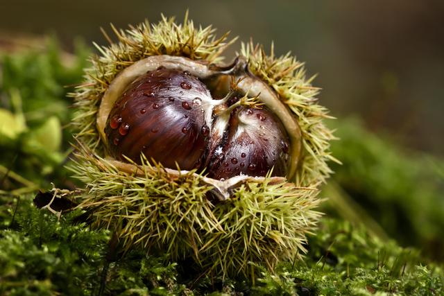 Das Foto von der Esskastanie im Dudenhöfer Wald ist der Sieger für den Oktober 2019. | Foto: Beate Wurster