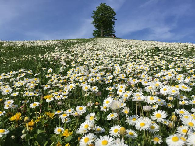 Das Foto von der Blumenwiese beim Mount Klotz in Kalrsruhe ist der Sieger für den April 2019.  | Foto: Katja Jähnig