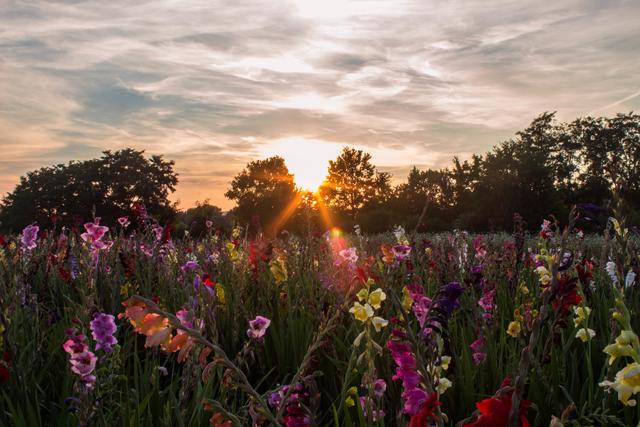 Das Foto vom Sonnenuntergang am Blumenfeld in Offenbach an der Queich ist der Sieger für den August 2019. | Foto: Lisa-Marie Spengler