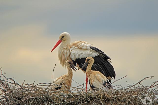 Diese Aufnahme von Wochenblatt-Reporter Claudio Rossu ist das Maimotiv des neuen Kalenders.  | Foto: Claudio Rossu