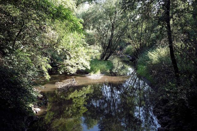 Natur pur am Rehbach | Foto: Norbert Hufler