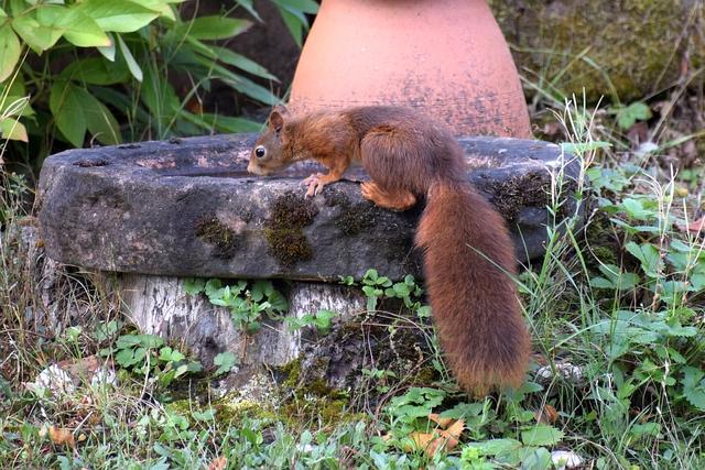 Auch das Eichhörnchen hat Durst 