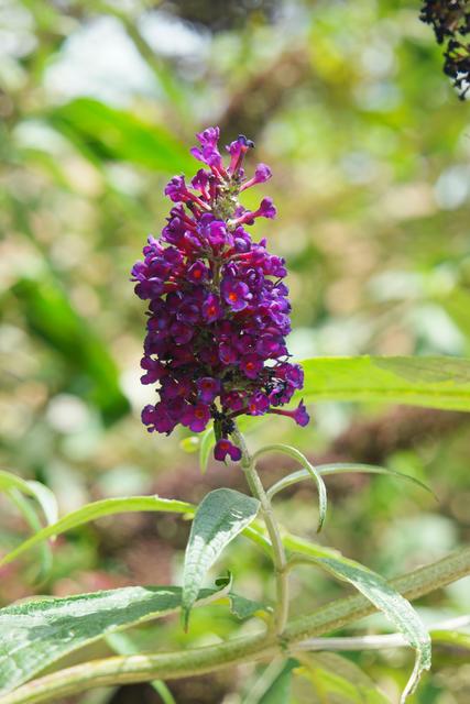 Blütenpracht an der Rietburg | Foto: Schnittker