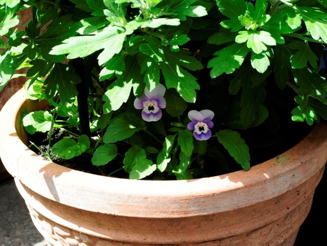 Ein Plätzchen im Schatten