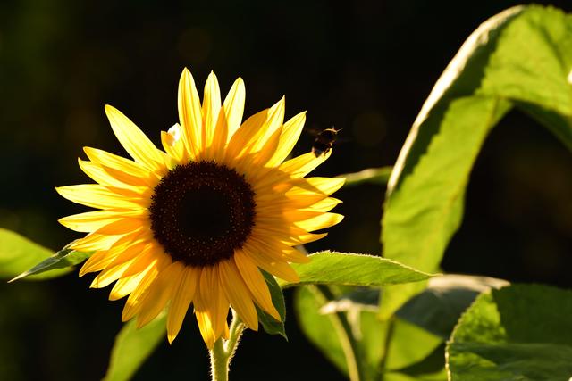 Die fleißige Hummel...
Enstanden in unserem Garten, mehr Infos unter:
www.film-fotomanufaktur.de/portfolio/shooting-garten/ | Foto: Alexander Wietzel www.film-fotomanufaktur.de