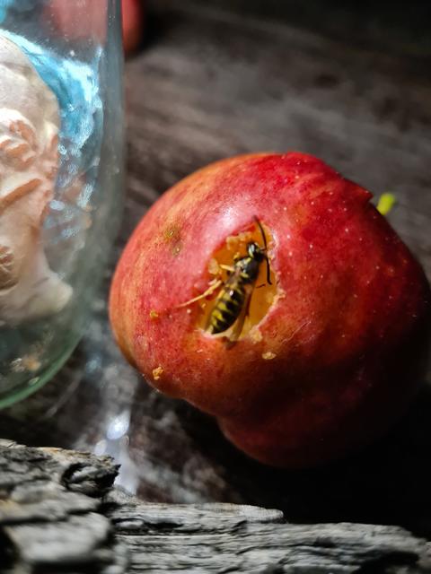 Einfach faszinierend. Diese Wespe ist seit Stunden dabei den Apfel auszuhöhlen. Ein winziges Loch war es, nur schon richtig groß. Natur pur | Foto: Gisela Böhmer