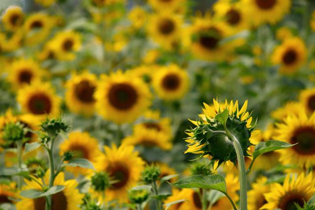 Sommerliche Sonnenblumen mal etwas anders dargestellt: Die Ansprache ;-)