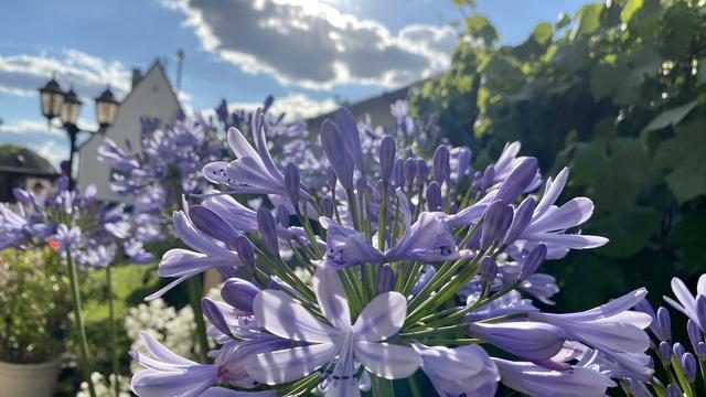 Das Foto zeigt die wundervollen Blüten einer Agapanthus, auch bekannt als Schmucklilie. Die Pflanzen stehen in einem Vorgarten in der Oggersheimer Notwende | Foto: Kim Rileit