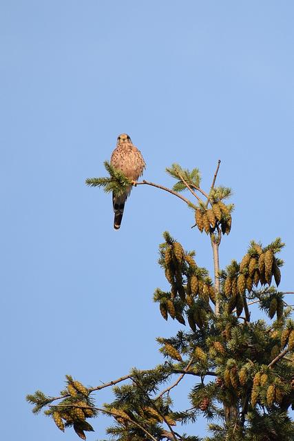 Turmfalke auf seinem Aussichtsturm in der Morgensonne