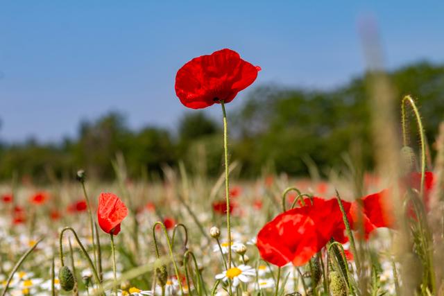 Mohnblume bei Freimersheim Mai 