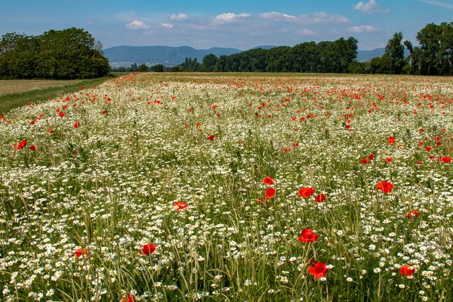  Mohnfeld Freimersheim Juni 2020