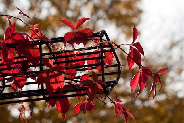 Herbst im Luisenpark Herbst 2019