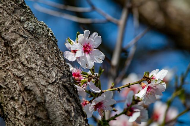 Mandelblüte Wachenheim 