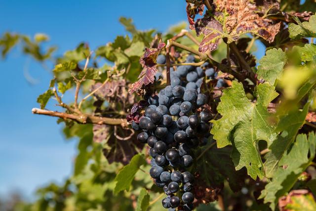 Weintraube  Mussbach 