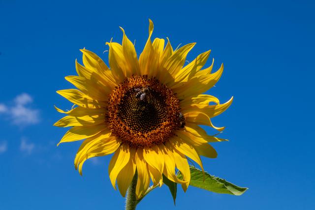 Sonnenblume in Bad Dürkheim  im Juni