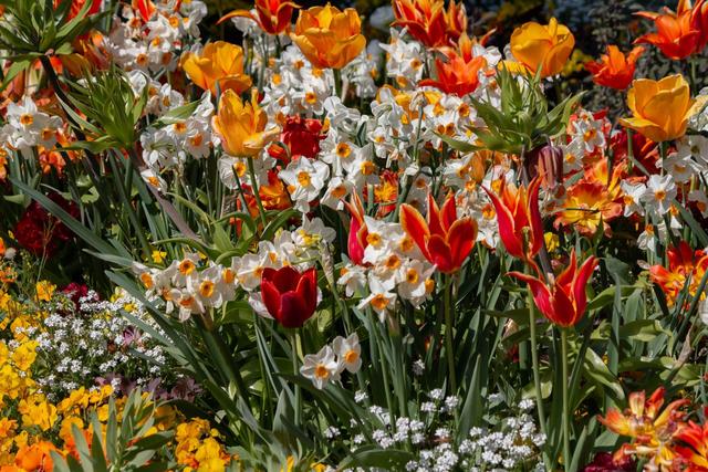 Blumen Kurgarten Bad Dürkheim  Juni 2020