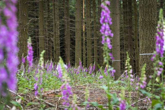 Wald bei Forsthaus Heldenstein