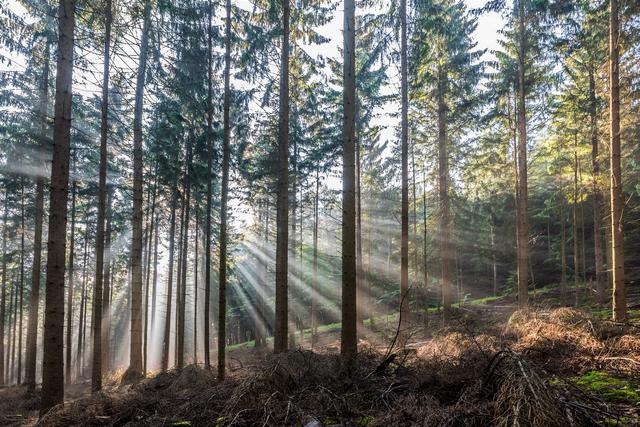 Morgens an der Triefenbachquelle