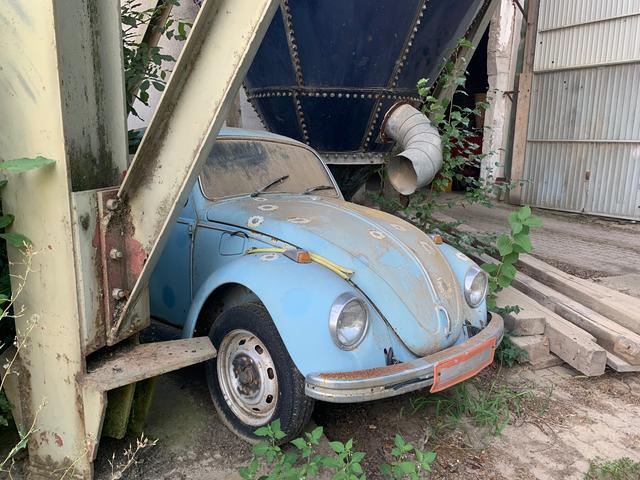 Käferfund  | Foto: Franz-Walter Mappes