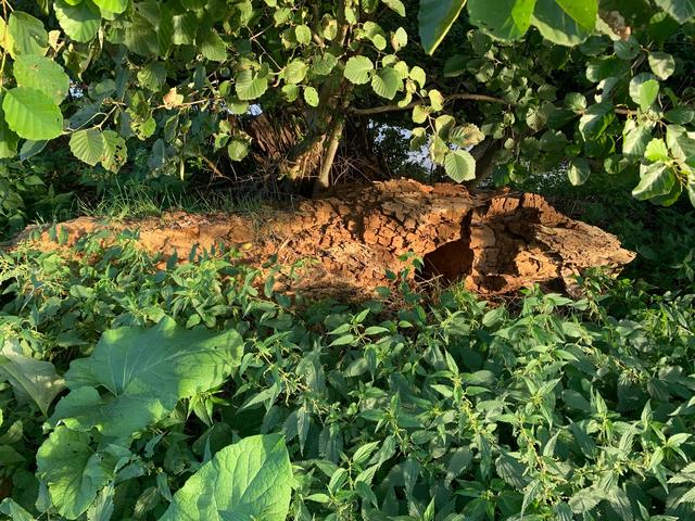 Natur wird der Natur überlassen | Foto: Franz-Walter Mappes