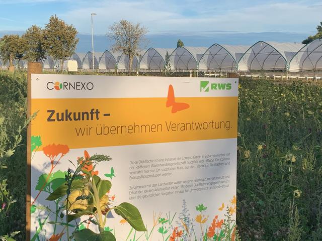 Die  Idee mit der Insektenwiese ist gut, die Praxis (im Hintergrund) sieht leider etwas anders aus | Foto: Franz-Walter Mappes