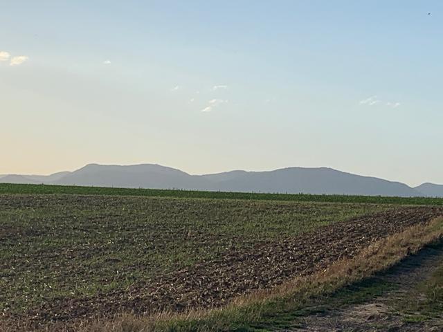 Südpfälzer Linienführung in der Landschaftsarchitektur: Äcker, Felder und ganz hinten der Pfälzerwald | Foto: Franz Walter Mappes