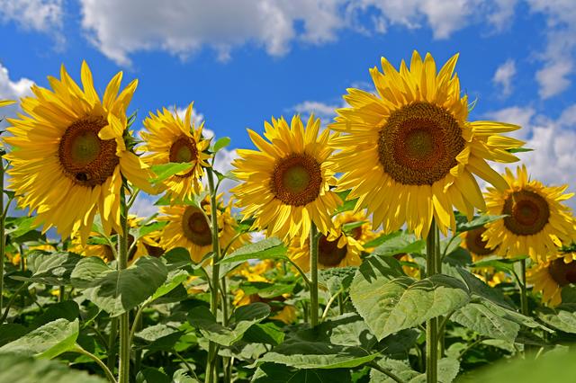 Sonnenblumen bei Winden, Juli 20 | Foto: Ilona Schäfer