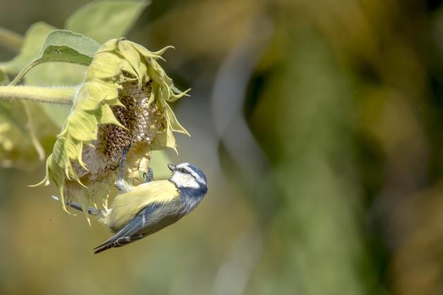 Blaumeise bei der Ernte