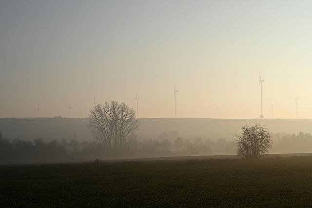 Nebel in der Pfalz, Jan.20 | Foto: Ilona Schäfer