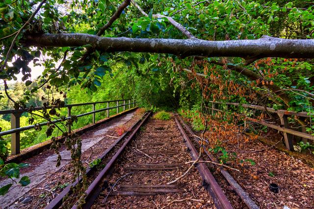 Idylle auf der alten Eisenbahnbrücke am Eiswoog im Juni 2020