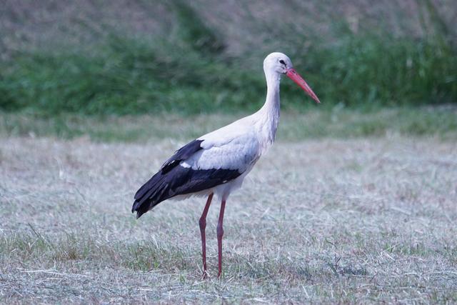 Storch auf der Wiese, 25.05.2020
Böhl-Iggelheim | Foto: Katrin Hill