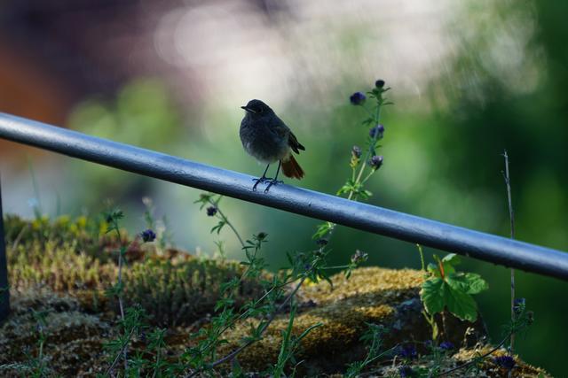 Jungvogel Rotschwanz, Juni 2020
Wachtenburg Wachenheim | Foto: Katrin Hill