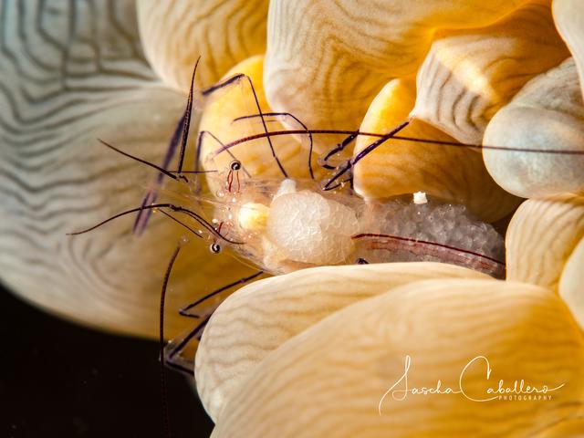 Foto: Sascha Caballero