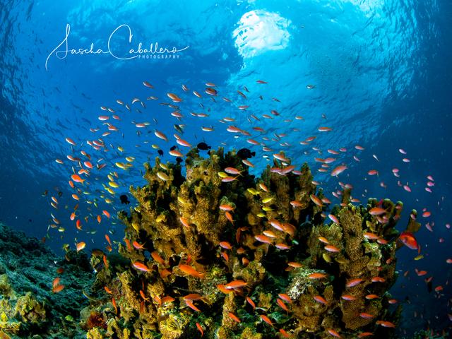 Foto: Sascha Caballero